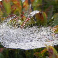 Thumbnail r042.jpg 