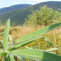 Thumbnail r043.jpg 