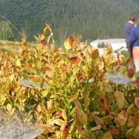 Thumbnail r044.jpg 