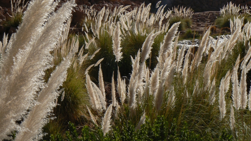 ata57