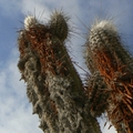 Thumbnail bin18.jpg 