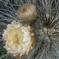 Thumbnail bin21.jpg 