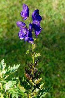 IMGP8878