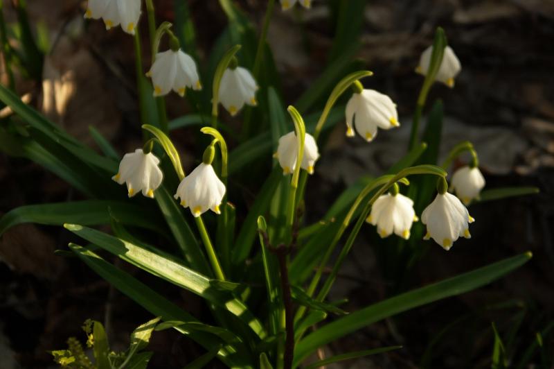 IMGP1453