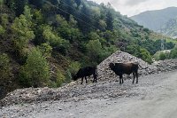 IMGP5574_s