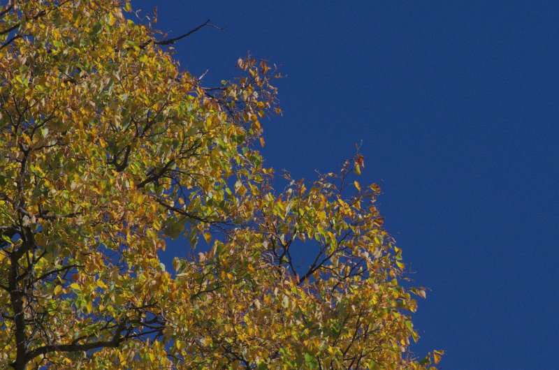 IMGP0661