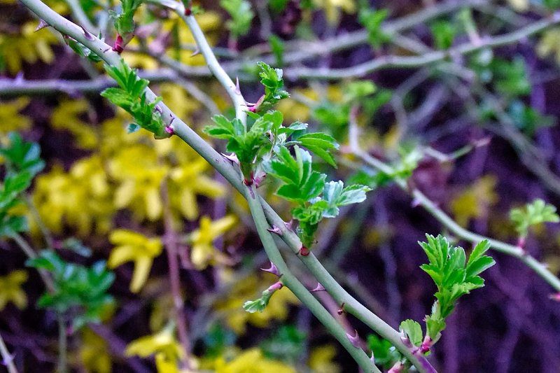 15-IMGP3546