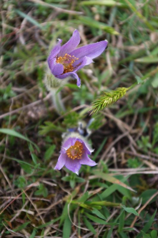 IMGP1563