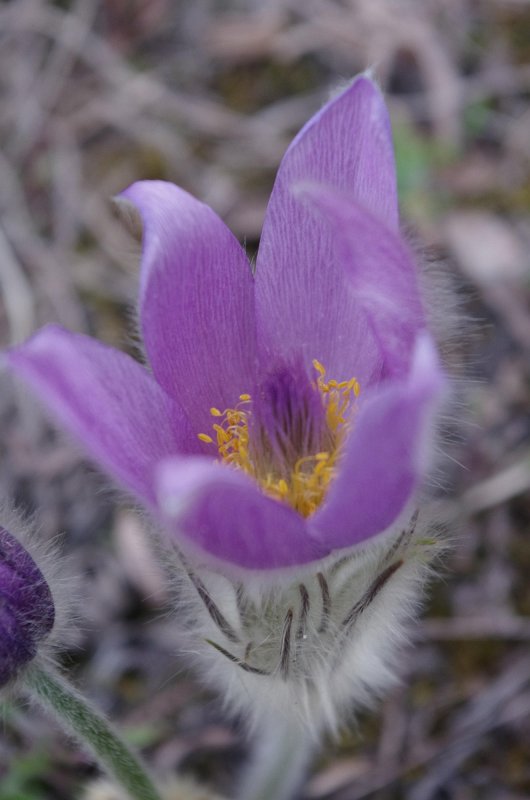 IMGP1176