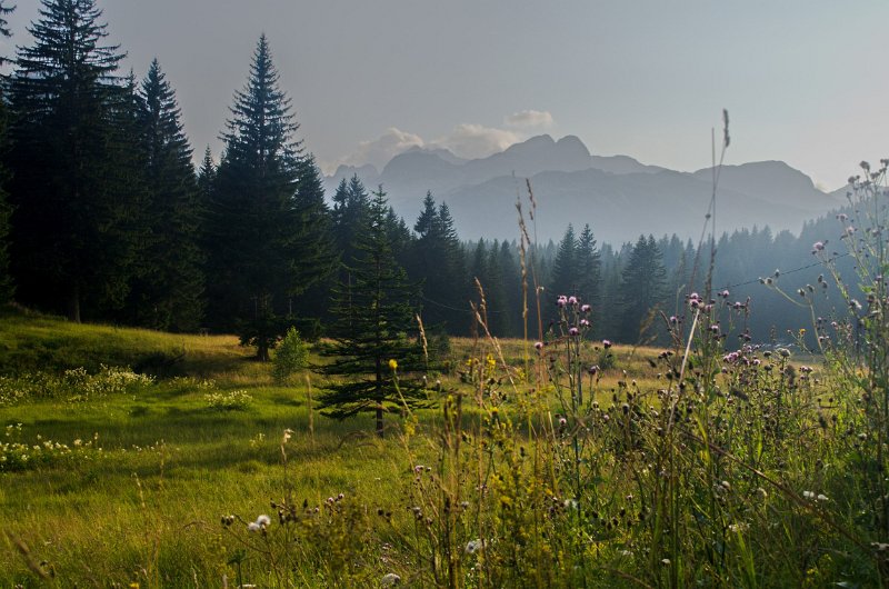 IMGP5131