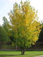 IMG_5485