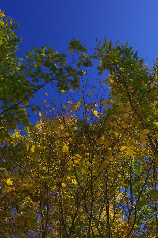 IMGP0678