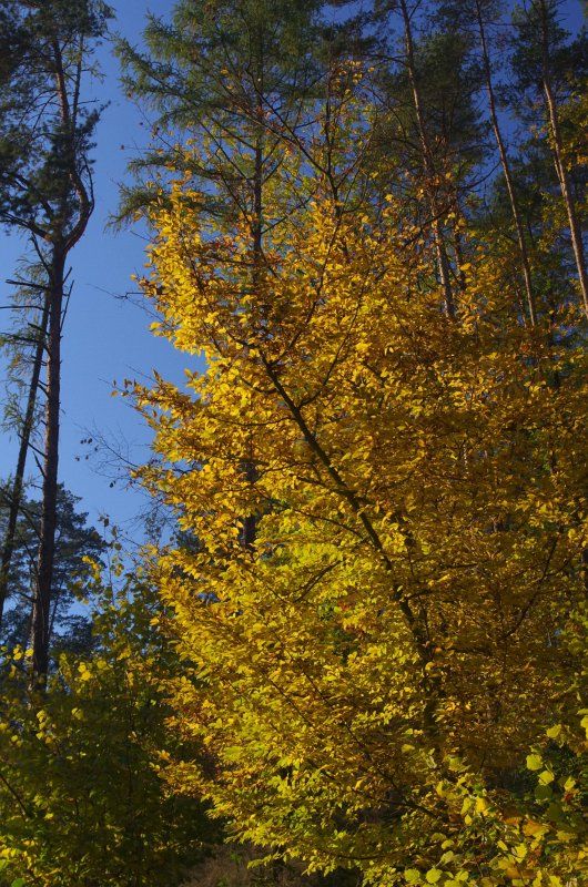 IMGP0681