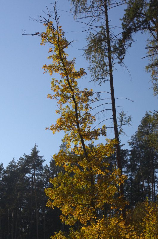 IMGP0682