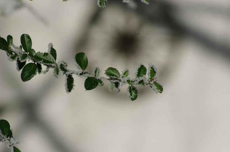 IMGP0718