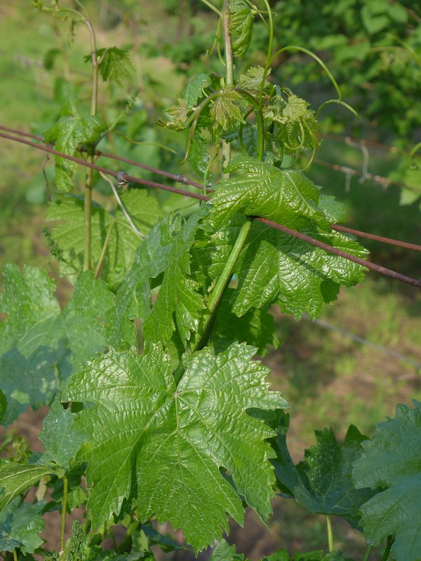P1000986