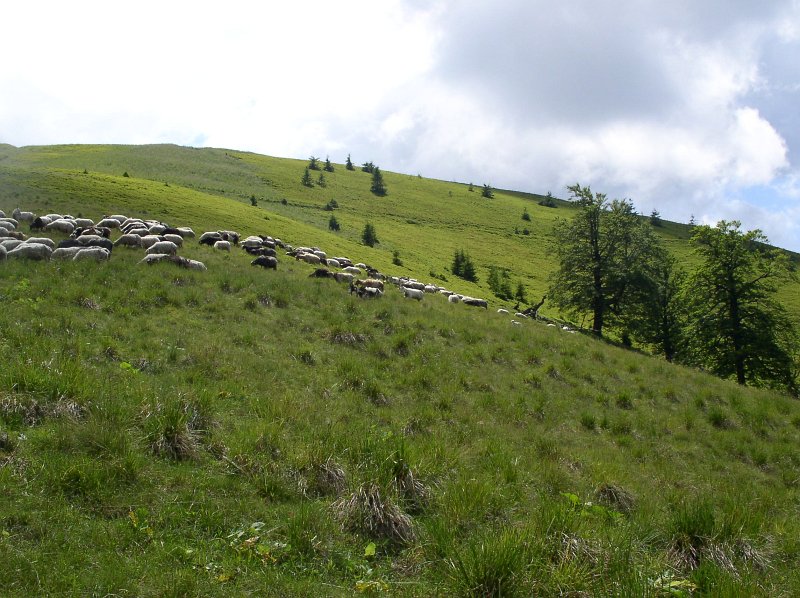 P7060025