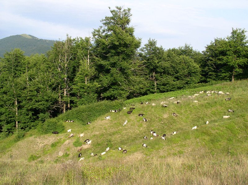 P7070047