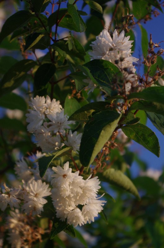 IMGP0294