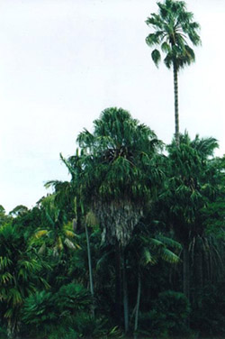 Palmy v Krlovsk botanick zahrad