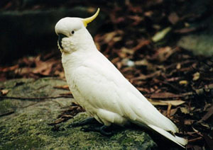 Papouek kakadu