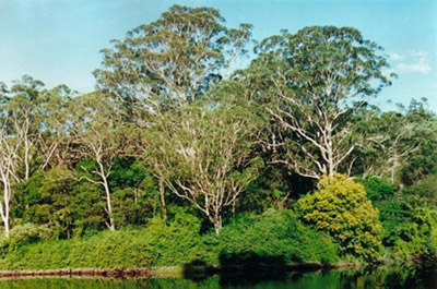 Behy Lane Cove River