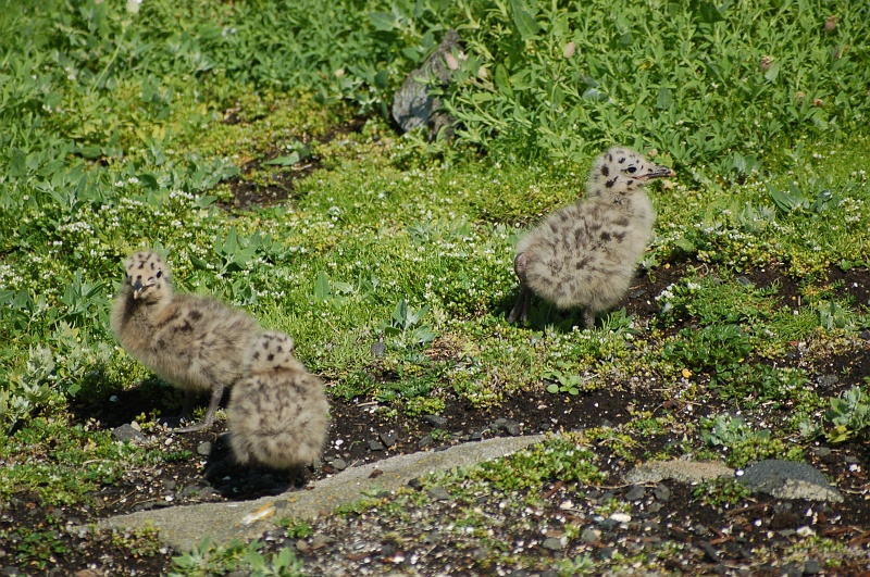 dsc_1621