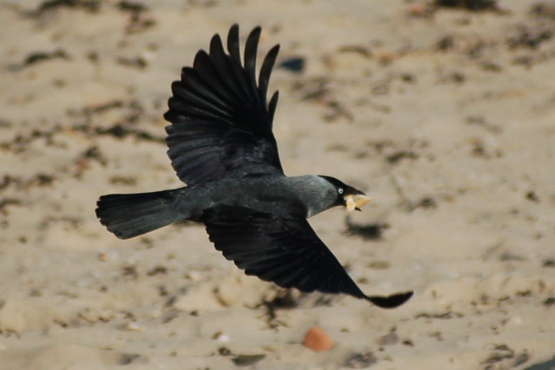 dsc_5153-v