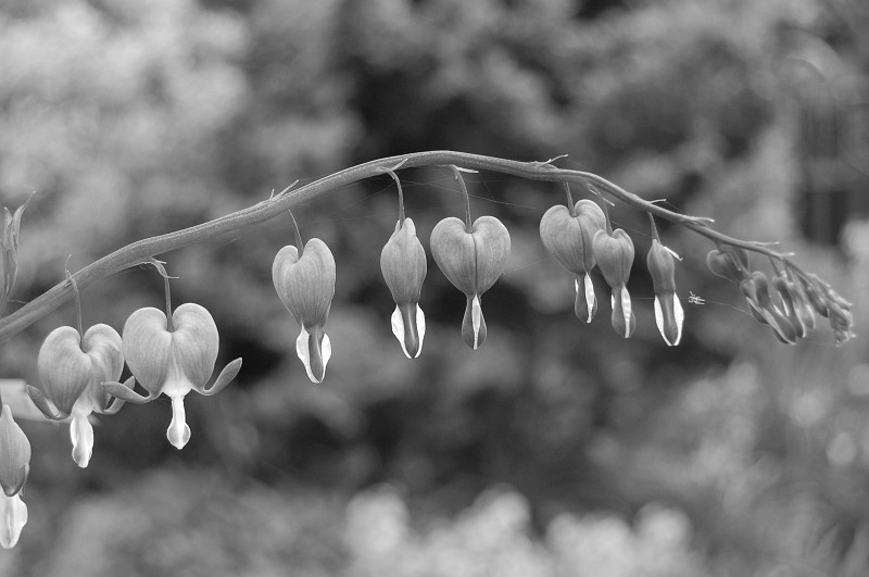 dsc_0670-bw