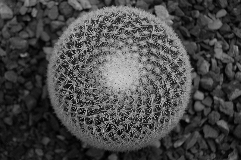 dsc_0685-bw