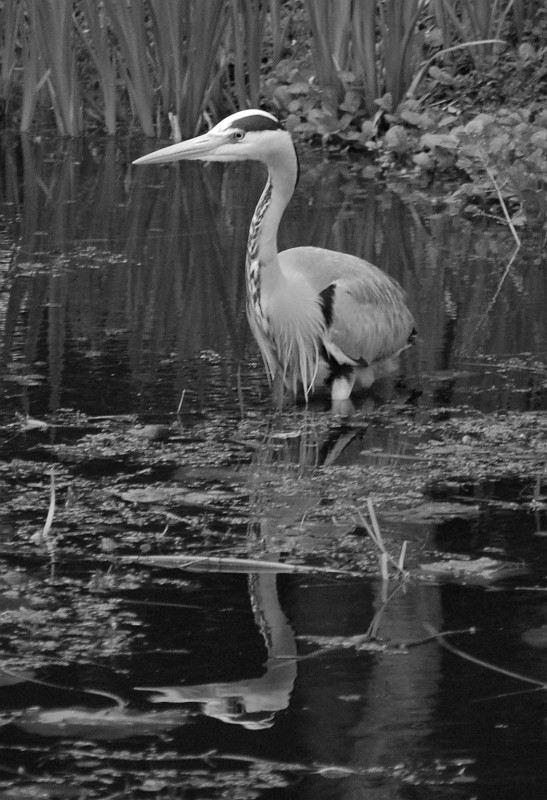 dsc_0727-vyrez-bw