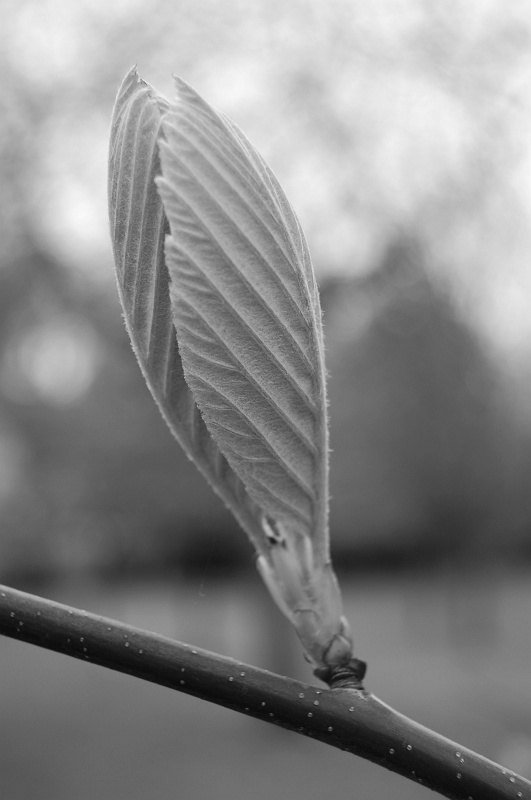 dsc_0885-bw