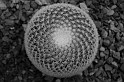 dsc_0685-bw