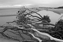 dsc_0999-bw