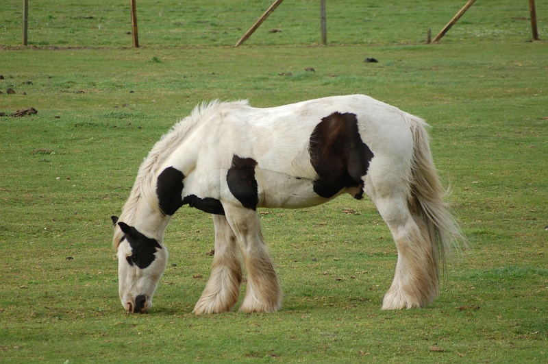 dsc_1008